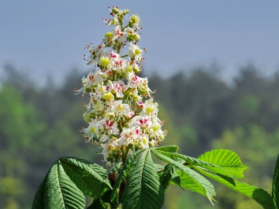 Kasztanowiec Biały (Aesculus Hippocastanum) 50-70 cm, z gruntu