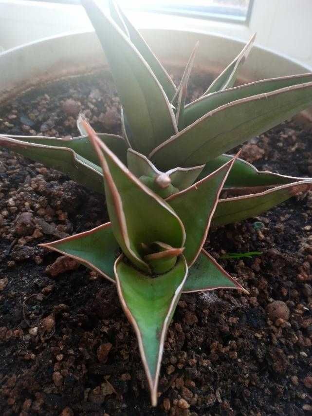 сансевиерия пингвикула  Sansevieria Pinguicula