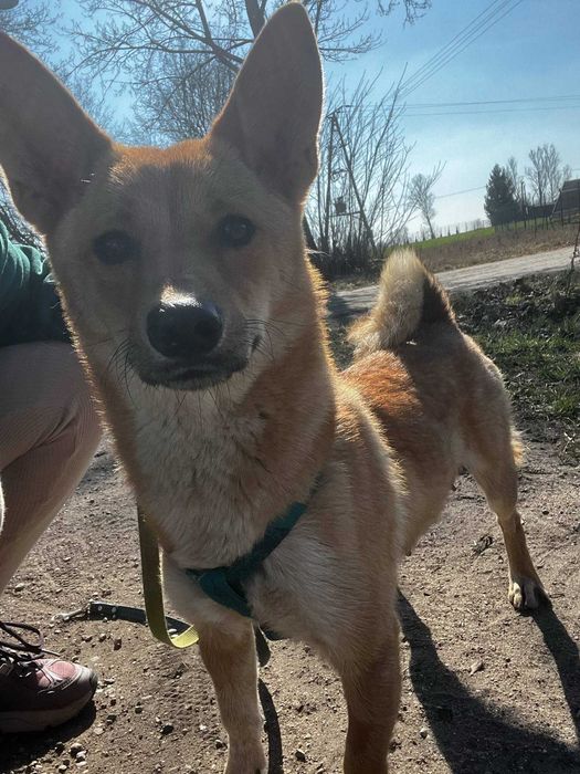 Shiba to mlodziutka (okolo roczna)mala sunia czeka na adopcję Kolno