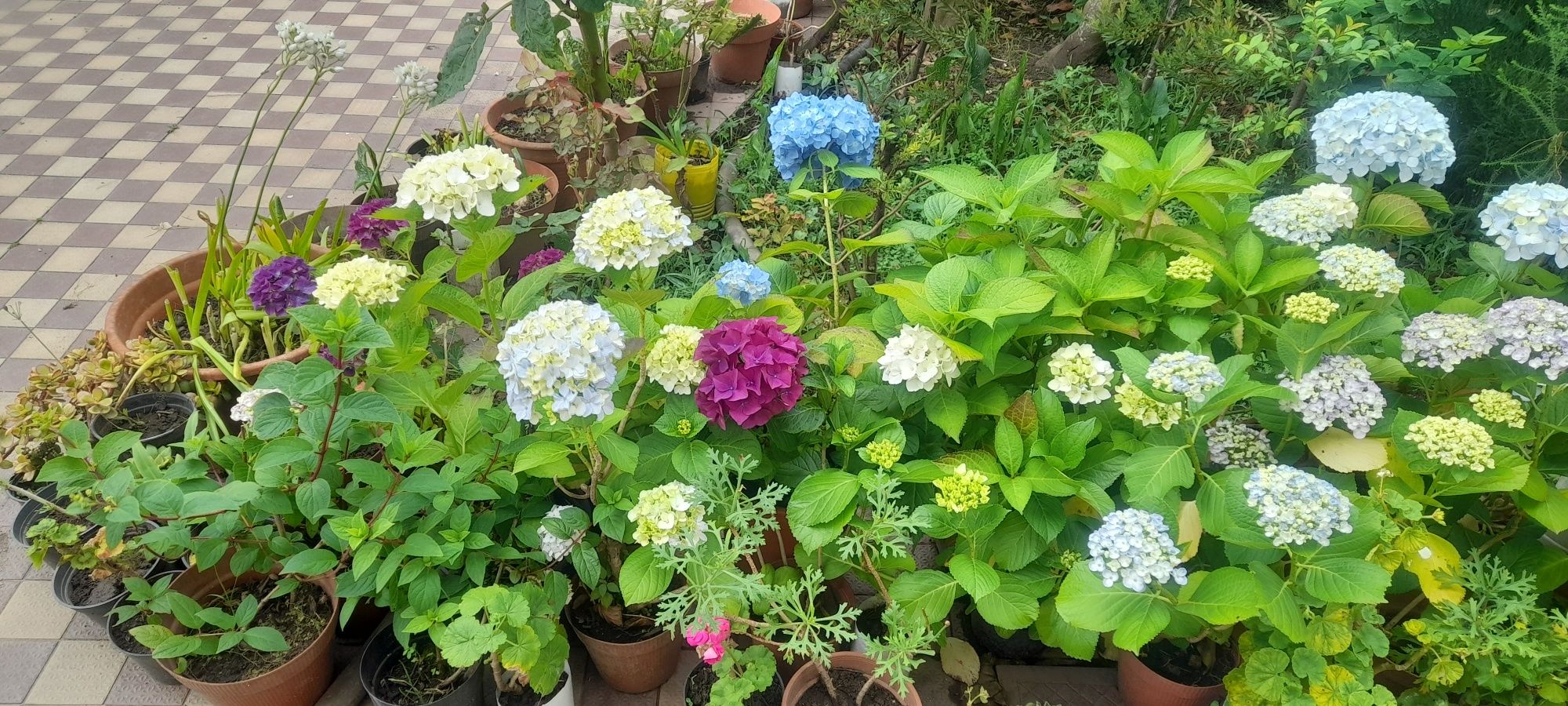 Vasos de Granjas/Hortensias