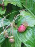 Poziomka Wysoka (Fragaria Moschata) 10 Sztuk