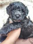 Maltipoo czarny piesek