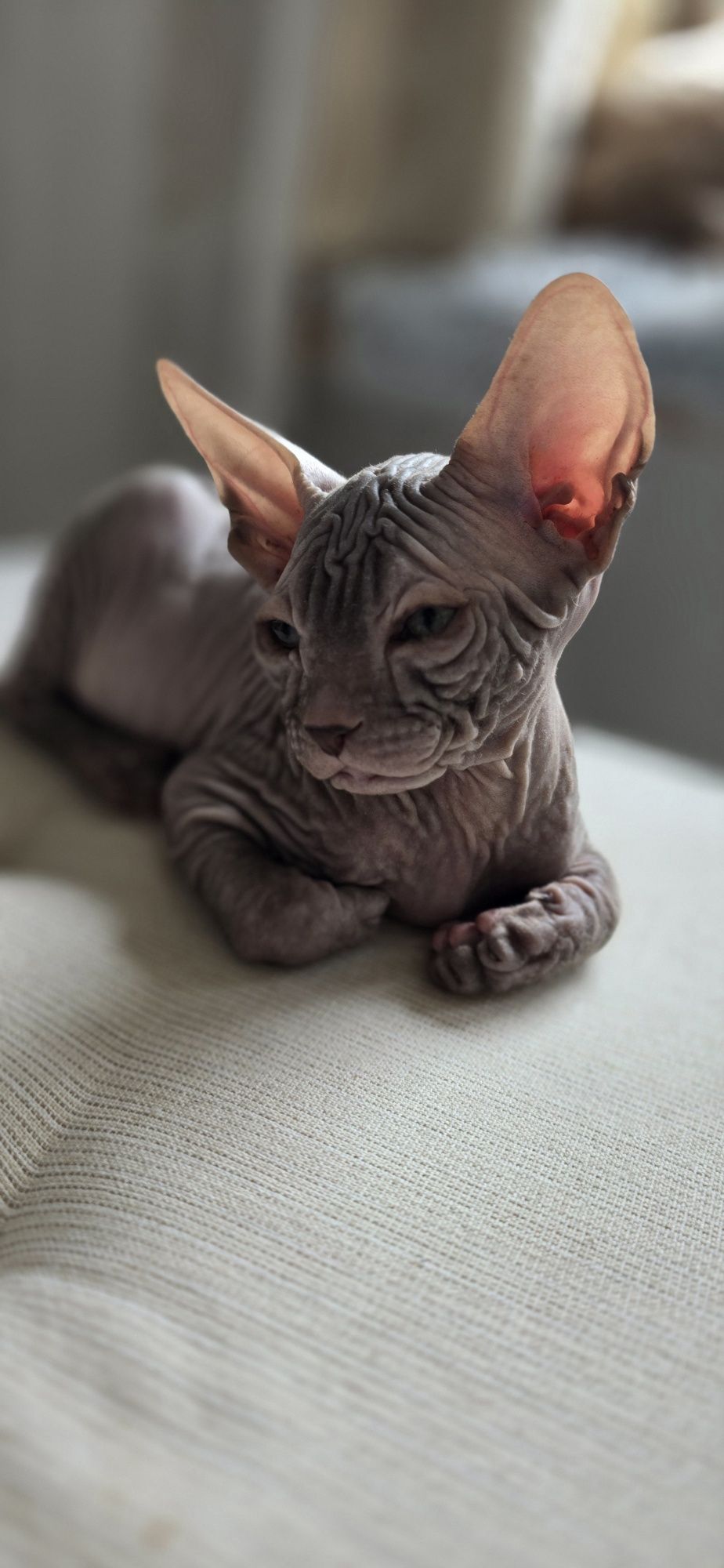 WCF DON Sphynx kotek