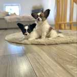 Spaniel kontynentalny -Papillon