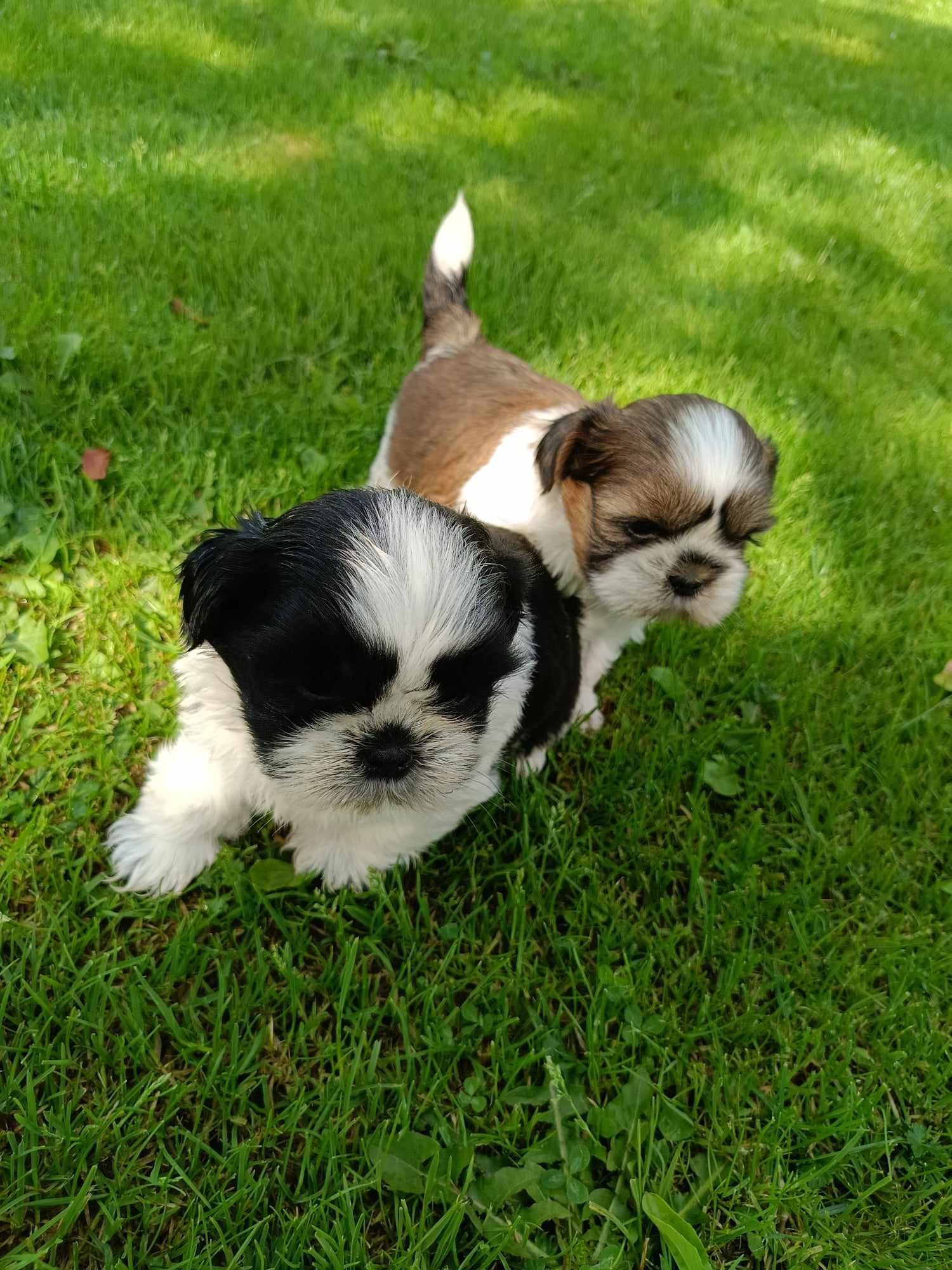 Shih tzu zapraszam