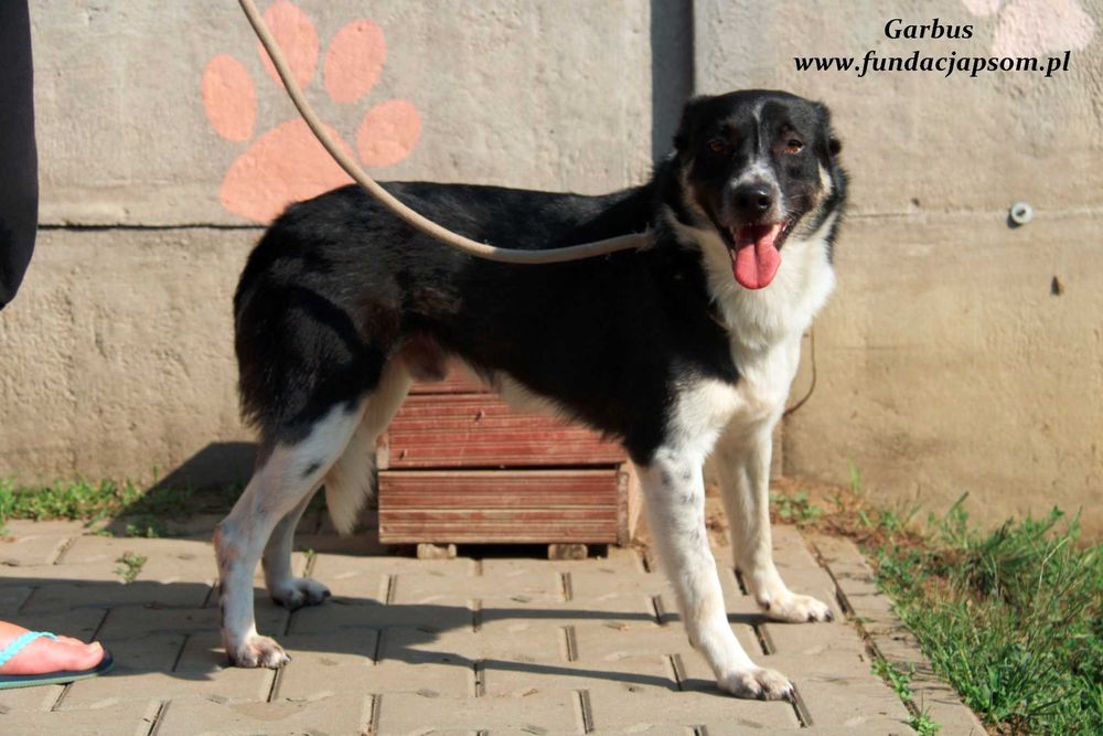 Garbus - spokojny psiak