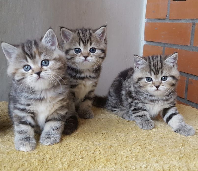 Шотландские прямоухие котята
