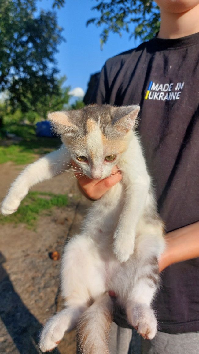 Кошенята в добрі руки