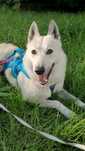 Suczka wysterylizowana 20 kg do adopcji, mieszka w Warszawie
