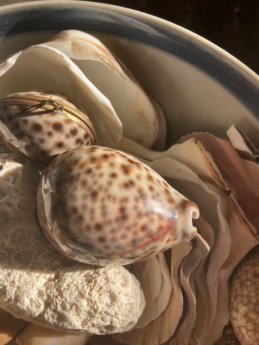 Coleccao de Buzios, corais e conchas