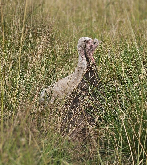 Indyczki młode w różnym wieku