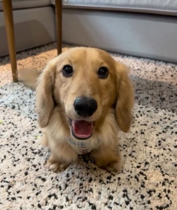 Кремові довгошерстні дівчатка - таксята