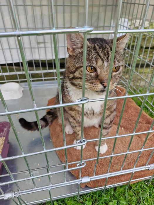 Morusek szuka domu wychodzącego, domu z ogrodem