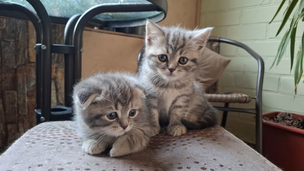 Скотиш страйт кошеня