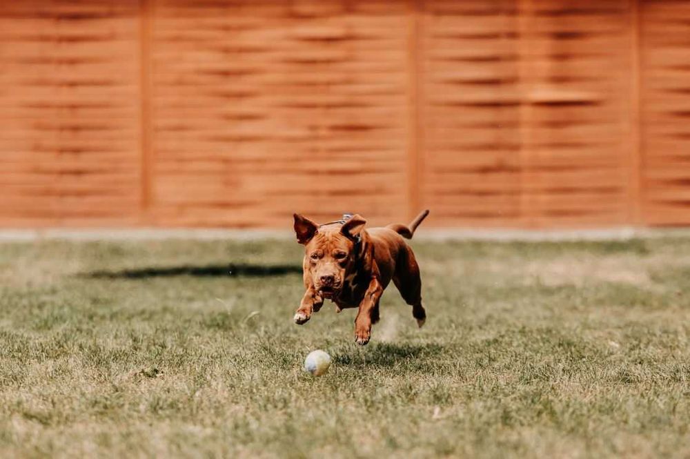 Bajka - młoda, pełna energii suczka w typie bull