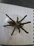 Monocentropus balfouri 2.5 DC