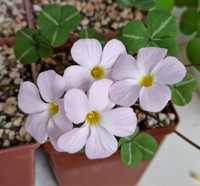 Oxalis Namibia оксалис кислица Намибия