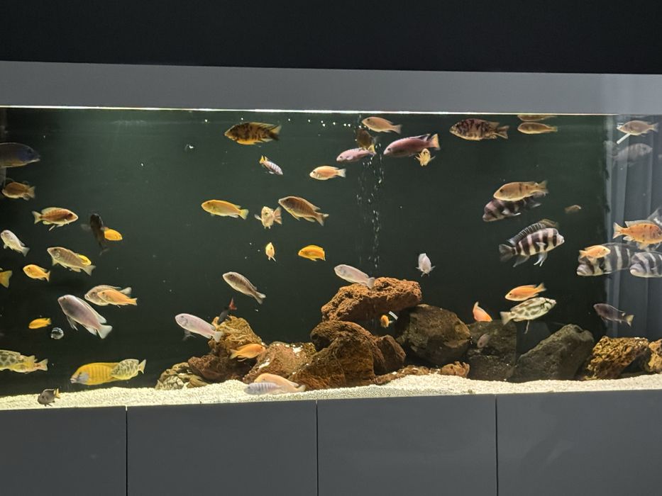 Mam do sprzedania dorosłe pyszczaki