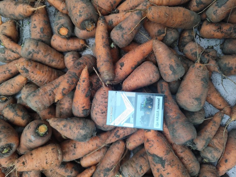 Продам домашню моркву