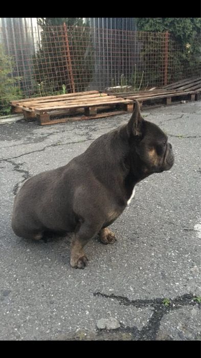 Вязка вʼязка французкий французький  бульдог