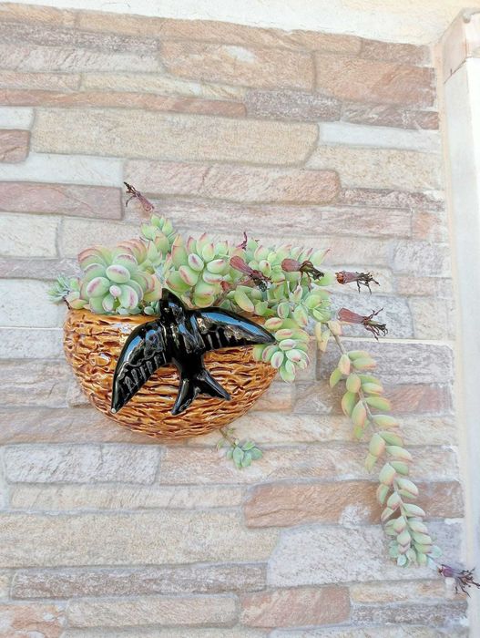 Cotyledon pendens, planta suculenta