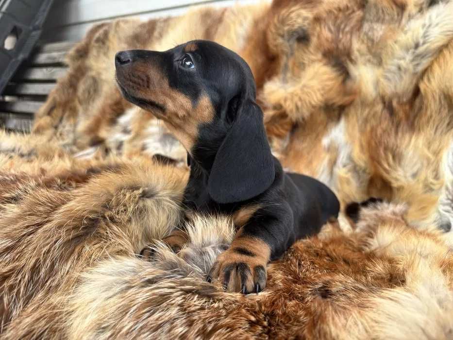 Teckel preto afogueado