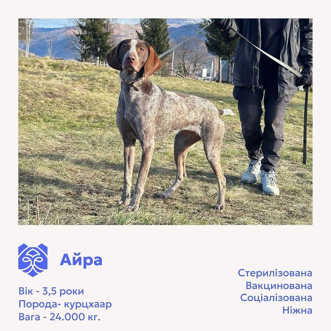 Айра, курцхаар, шукає дім