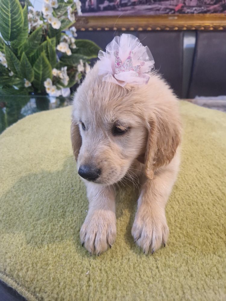 Golden Retriever com LOP ( pedigree )