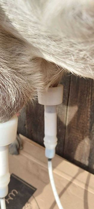 Dojarka dla KOZY lub Owcy - Aparat udojowy - duży pojemnik na Mleko.