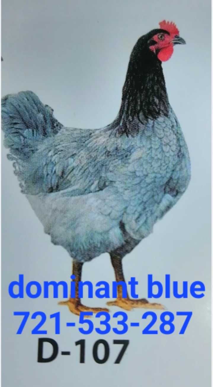 Nioski mlode 16tyg Rosa Brązowa Grenshel Dominant Blue