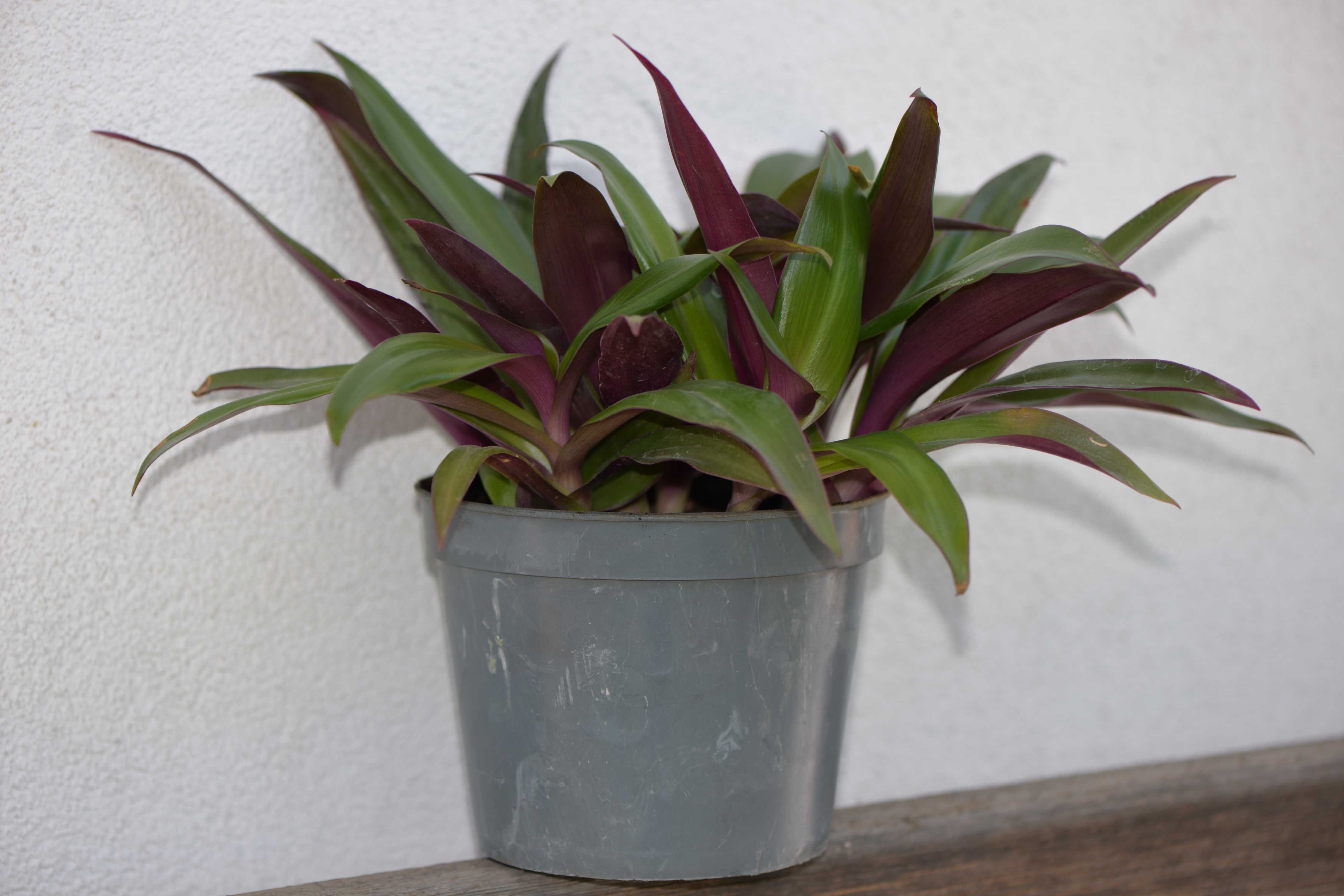 Традесканція покривальчаста, Рео (Tradescantia spathacea compacta)