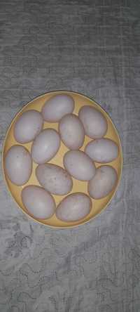 інкубаційні яйця качок