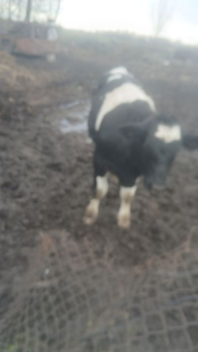 Spszedam beczka na do chodowli