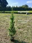 Tuja thuja szmaragd smaragd 110 CM PROMOCJA . Możliwość sadzenia.