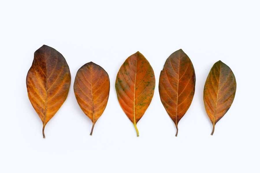 Folhas e pinhas para aquários, com taninos ou decoração