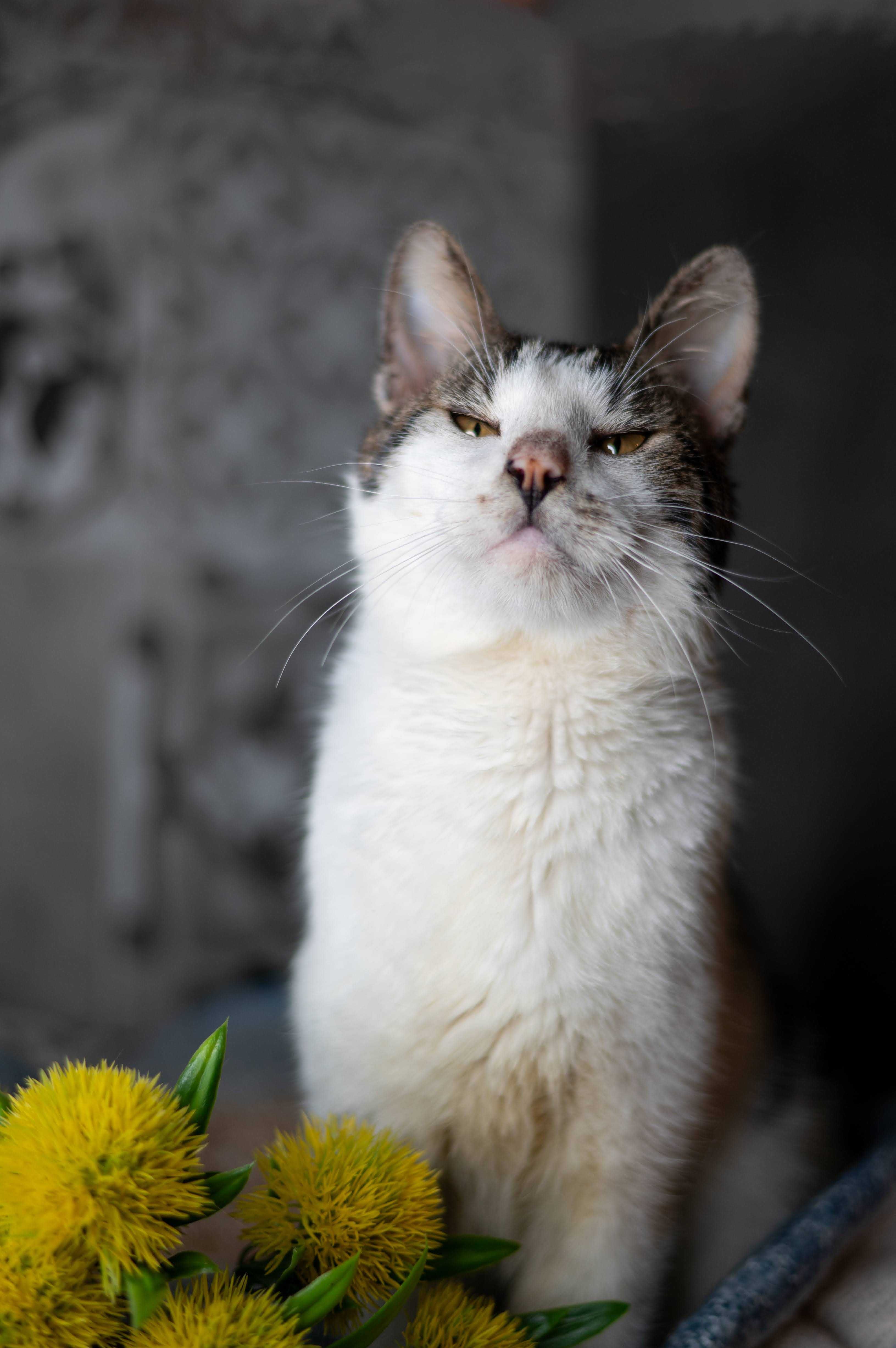 KIMBO kocur do adopcji