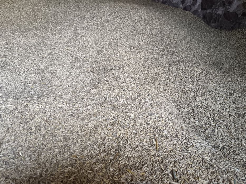 Sprzedam pszenżyto I owies z tegorocznych zbiorów