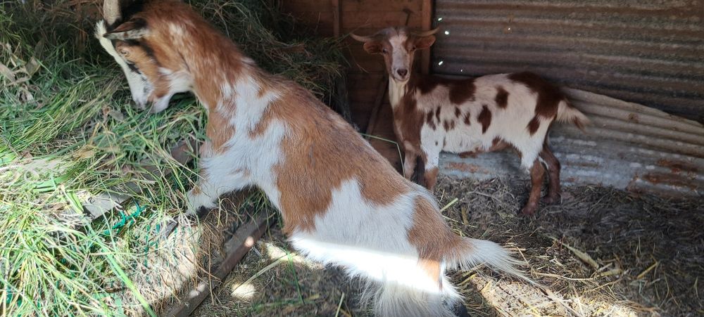 Cabras  novas e boas