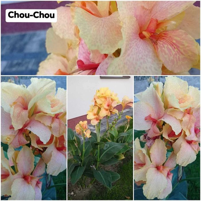 Sprzedam kłącza kann