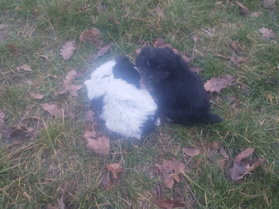 Oddam psy,  szczeniaki kundelków