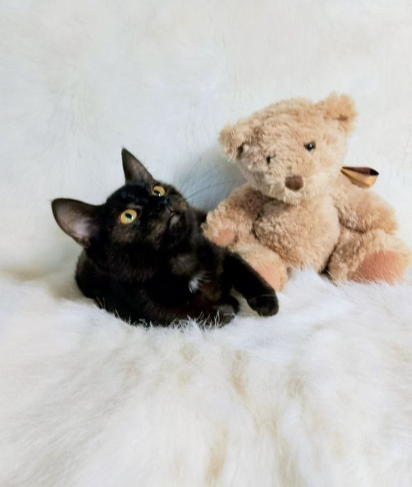 Котик Марсік в люблячу родину