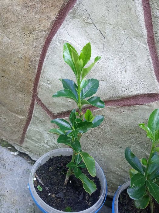 Кизильник горизонтальний 25 грн