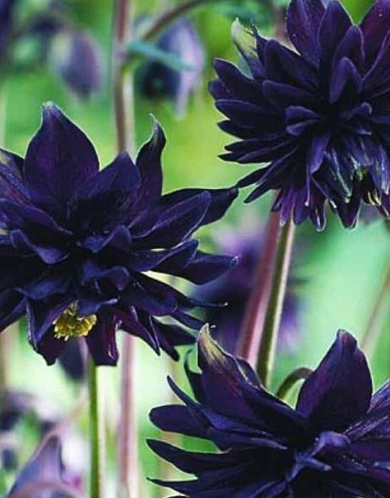 Очиток  многолетник, почвопокровный, ясколка