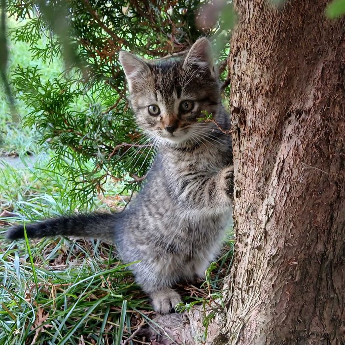 Oddam 2,5-miesięcznego kotka