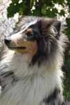 Casal rough collie