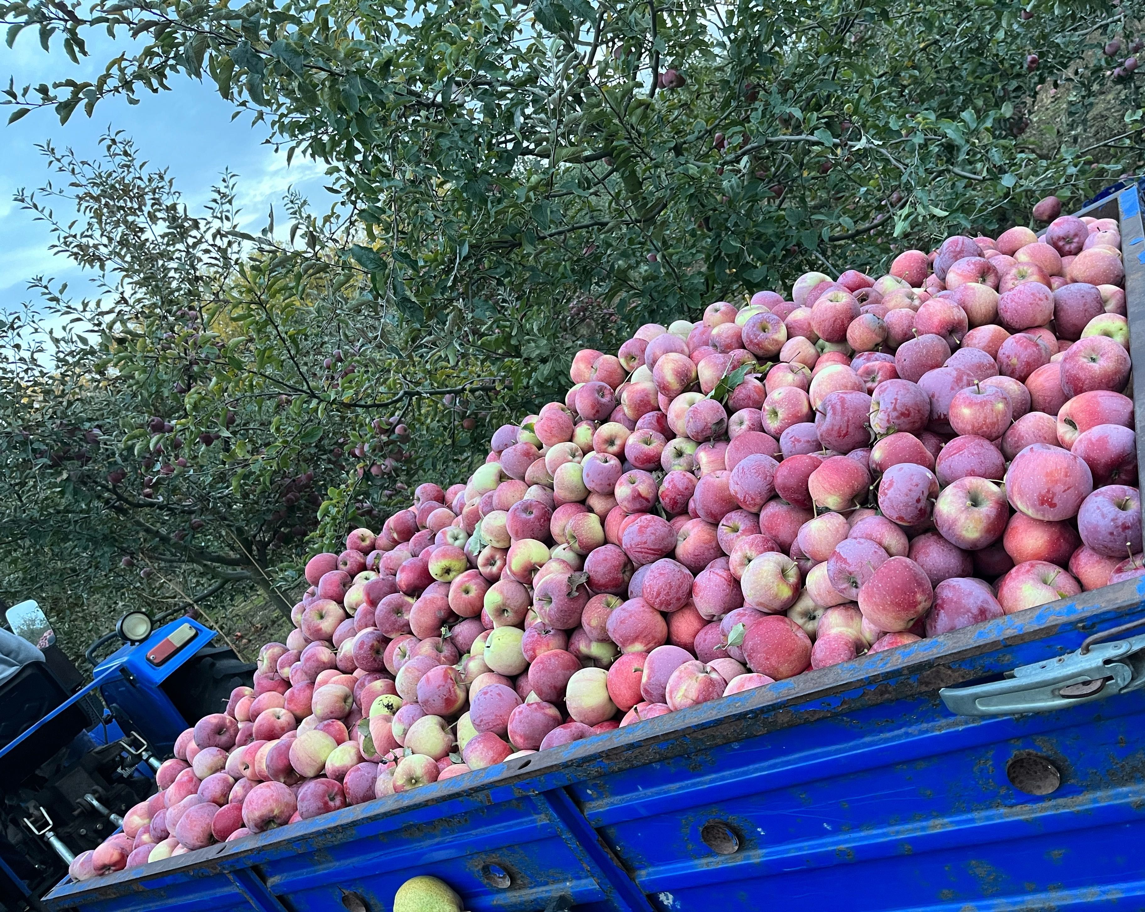 Продам сік Яблучний з яблук з власного саду