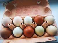 Kolorowe jajka wiejskie idealne do koszyka