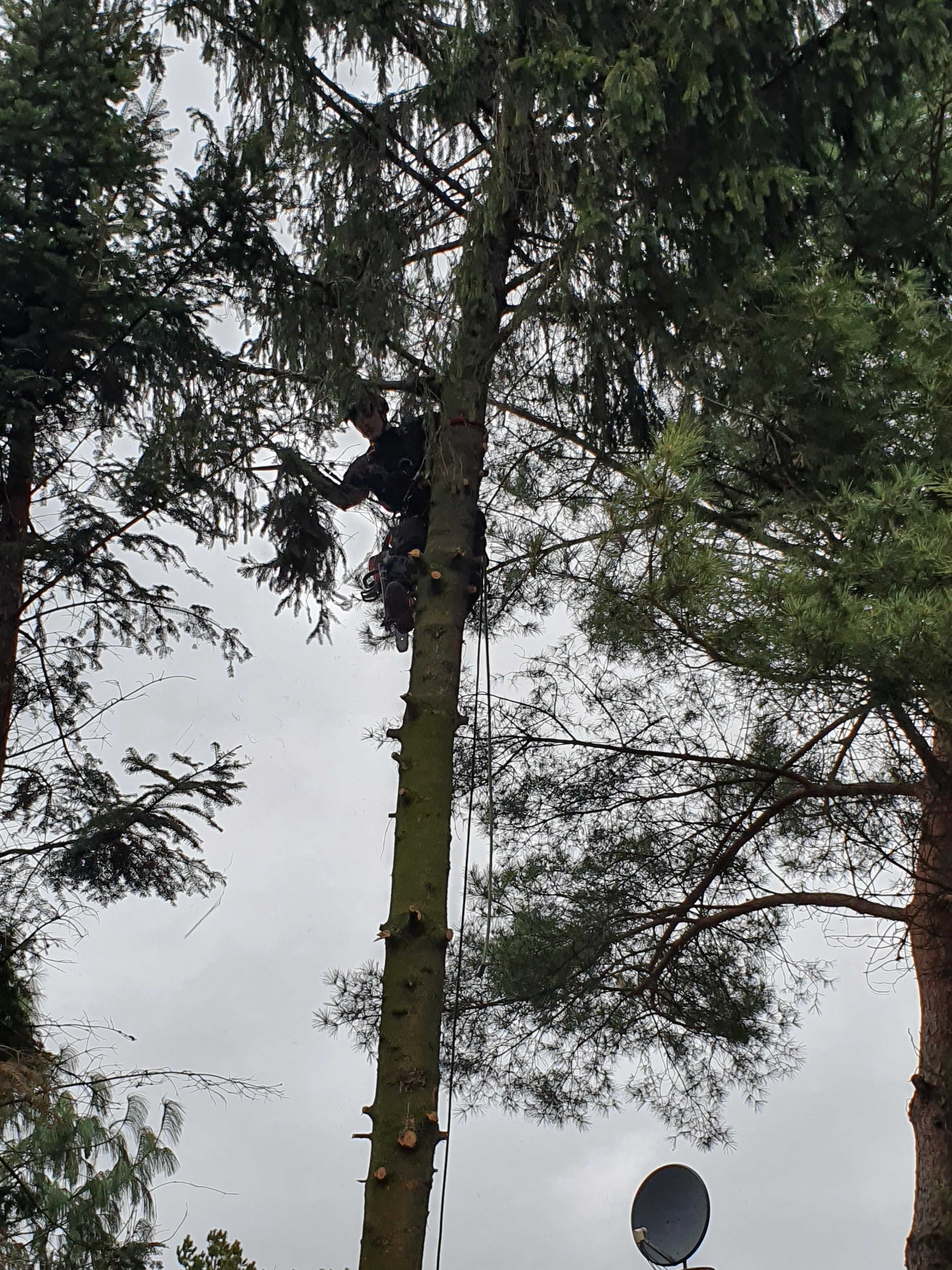 Wycinka drzew, przycinka, Arborysta, usługi rębakiem. Frezarka do pni