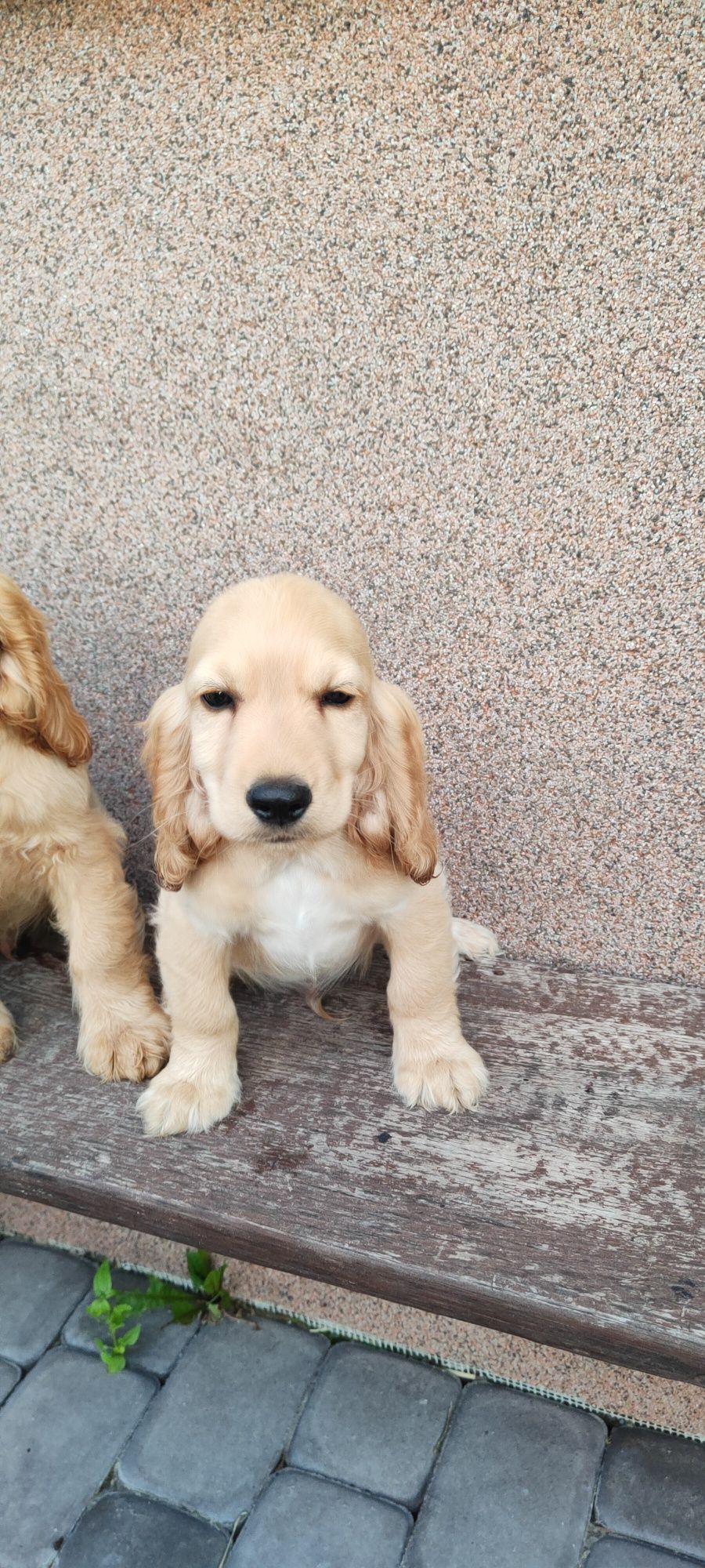 Piesek Cocker spaniel