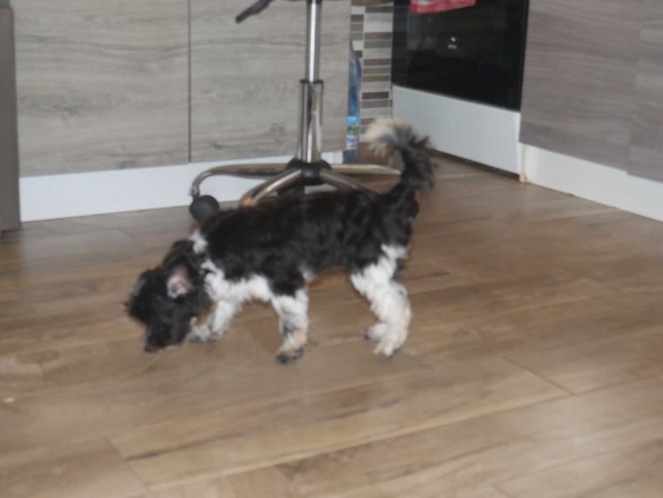 Maltipoo Urocza odchowana sunia